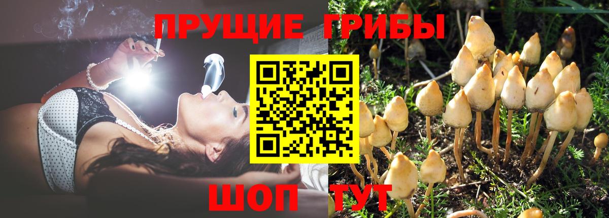 Псилоцибиновые грибы прущие грибы  Вход с VPN  Троицк 